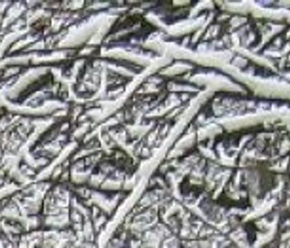 Glistening and glowing out in the snow