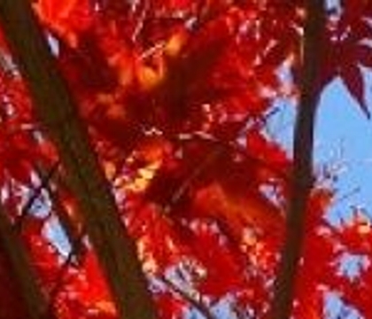 Red, Redder, Reddest!