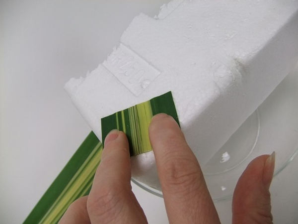 Glue the leaf snippets to the Styrofoam cube.