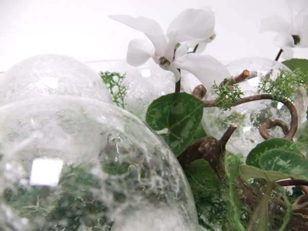 White Cyclamen flower