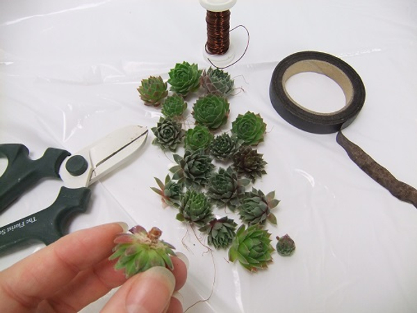 Adjust the rosette size by peeling away until you have a smaller succulent.