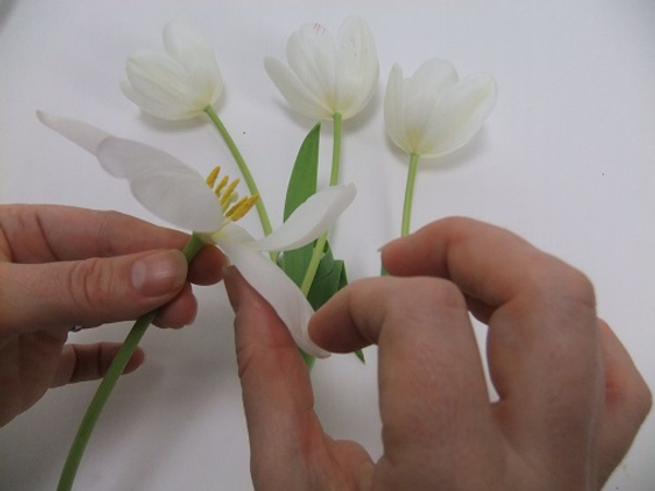 Gently bending each petal open