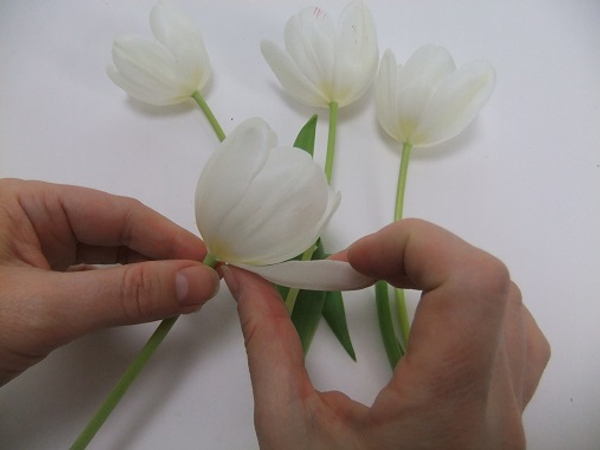 Gently place your finger on the thicker part of the petal where it is connected to the stem