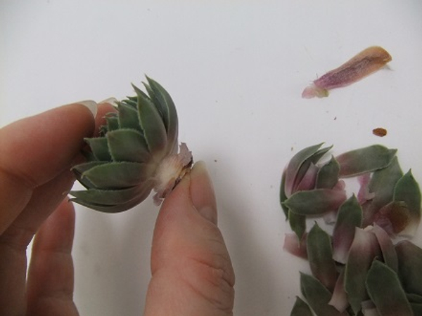 Tutorials Wiring Succulents With A Double Leg Mount