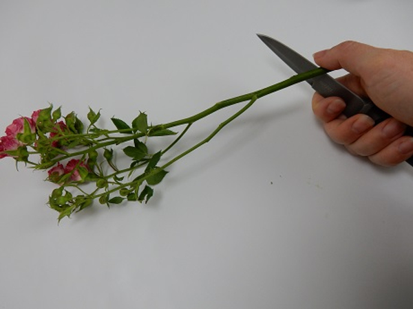 Remove the thorns and foliage that will fall below the conditioning waterline and give the stem a fresh cut