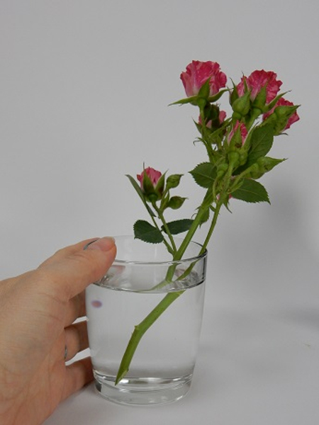 The stems will be firm and perked up and you would be able to enjoy your roses for a little while longer
