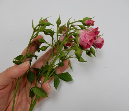  Perking up roses (Please... don't ever do this, anywhere but at home, and only for yourself!)