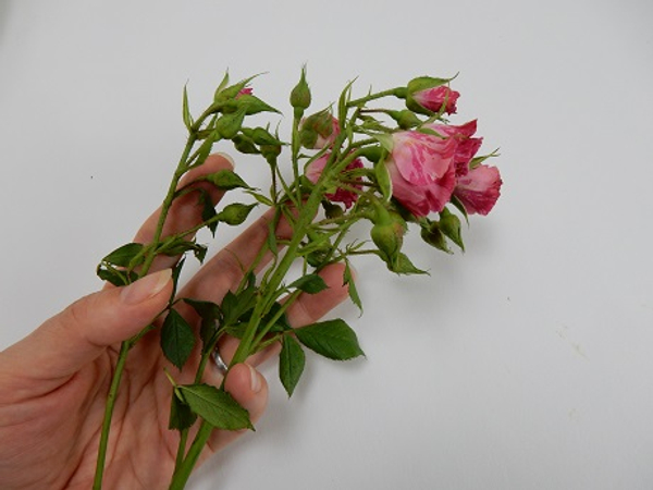 Tutorials - Perking up roses (Please don't ever do this, anywhere but at  home, and only for yourself!)