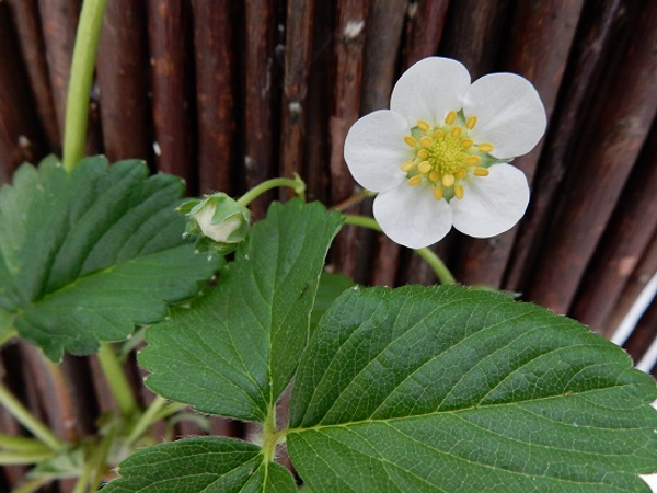 Delicate strawberry flower