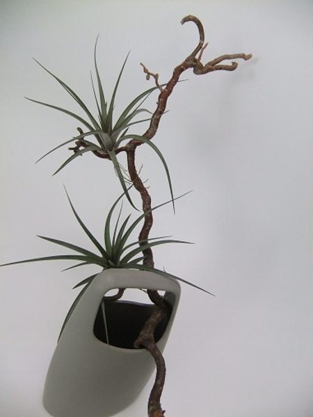 Air plants displayed on a hazel twig