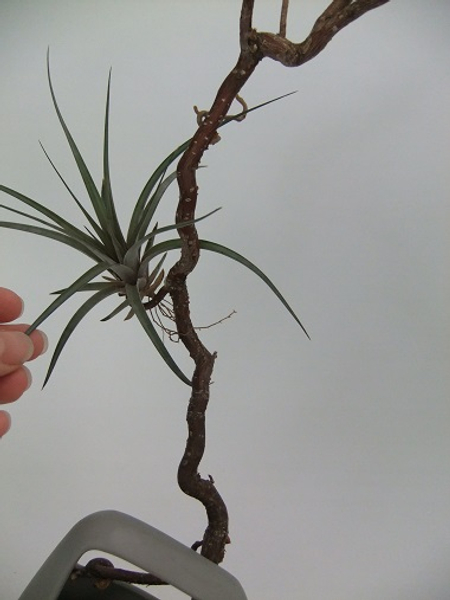 Designing with Tillandsia