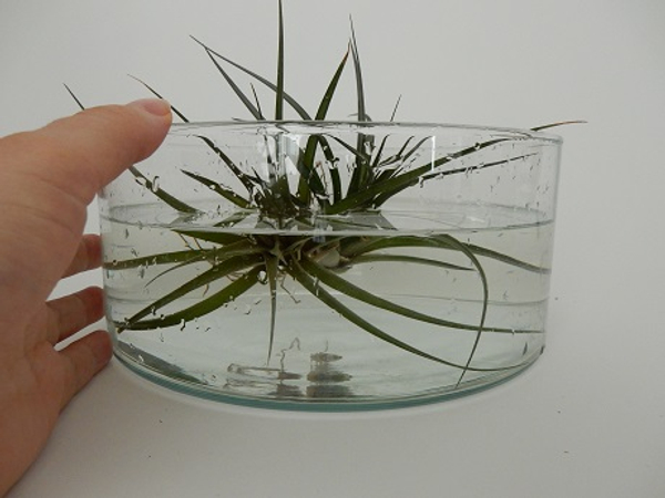 Soaking air plants