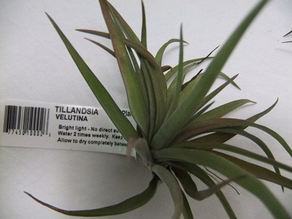 Tillandsia Velutina