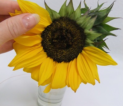 Sunflower Disk Floret