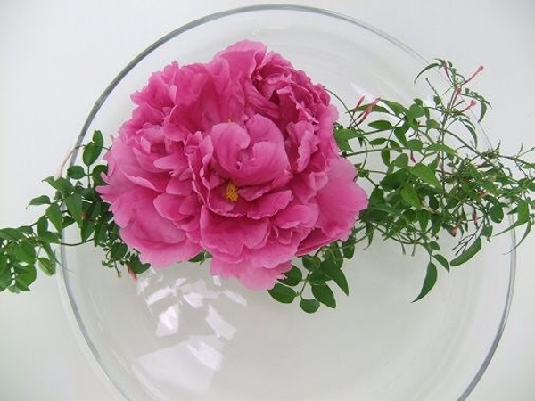 Peonies and Jasmine