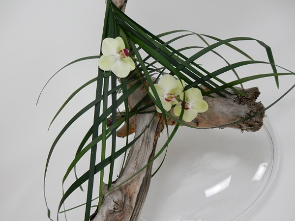  Phalaenopsis orchids, grass and driftwood