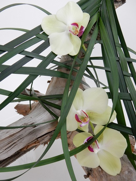  Phalaenopsis orchids