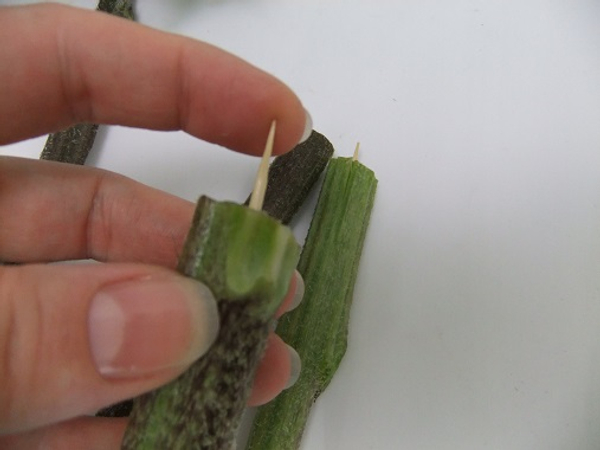 Press the sharp skewer into the cut-off from the flower stem