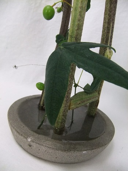 Stand the stems in a shallow dish filled with water