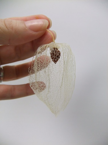 Bleached pod Bleached pod