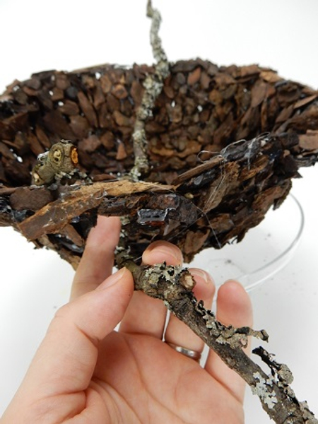 Glue in twigs and place the flowers in test tubes and arrange in the bark bowl