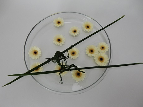 Leapfrog floral art design