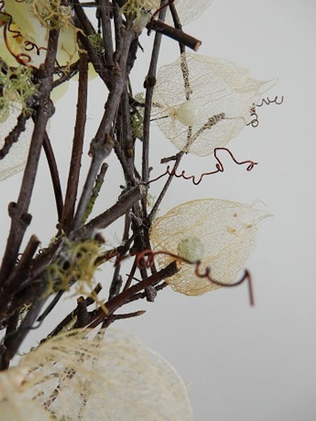 Skeleton Physalis pods