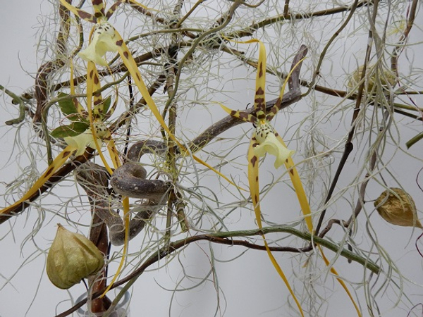 Brassia spider orchids