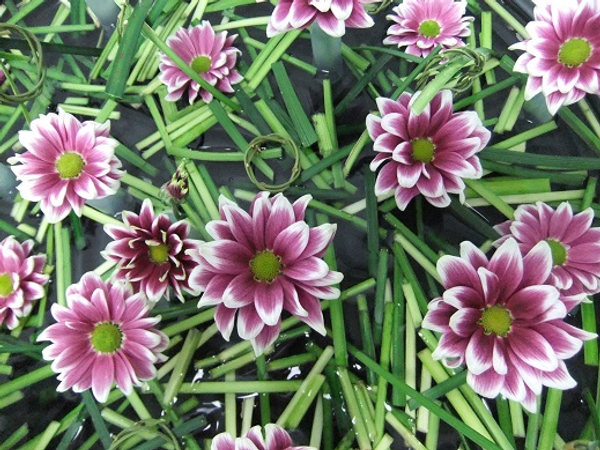 Chrysanthemum and grass in a shallow container