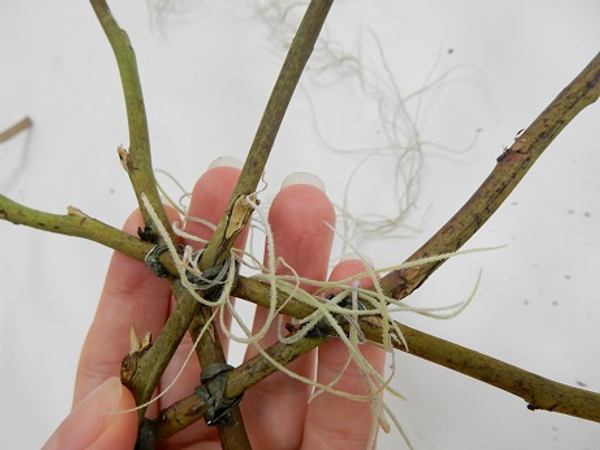 Extend the strand to the second twig and wrap over the wire