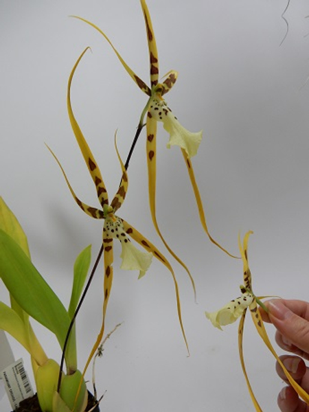 Flower cut from the stem