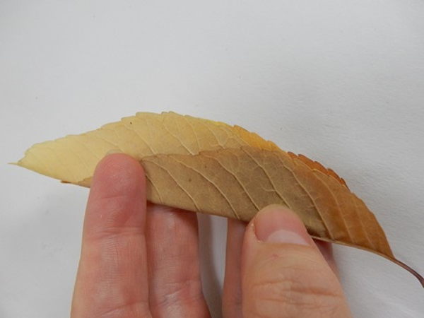 Fold a second leaf over it