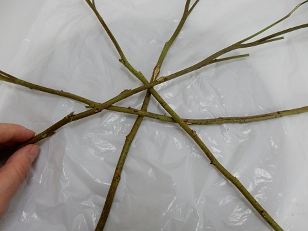 Place four twigs to overlap in a star shape