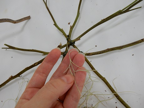 Un-catch a bundle of Tillandsia Usneoides