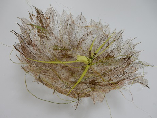 Brassia orchid and skeleton leaves