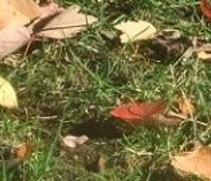 Forest Floor