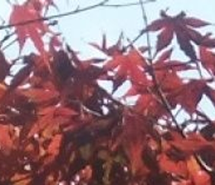 Late Autumn Early Christmas.