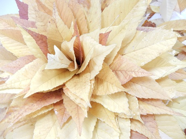 Flip the leaves stem side down and place on a wide neck container or vase