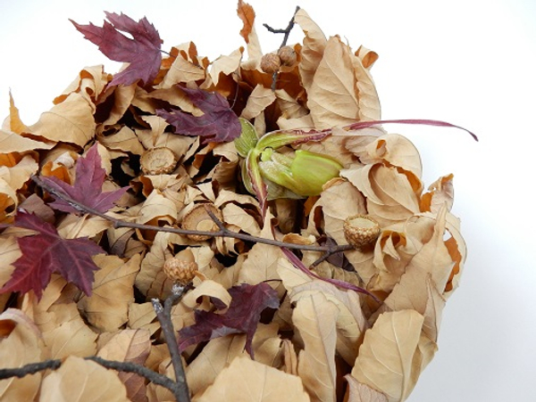 Phragmipedium orchid with autumn leaves and acorns