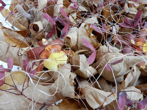 Sisal string over the oncidium orchids