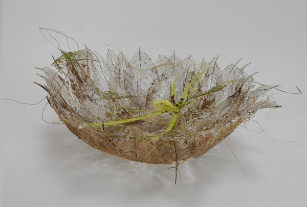 Spider orchid in a skeleton leaf bowl