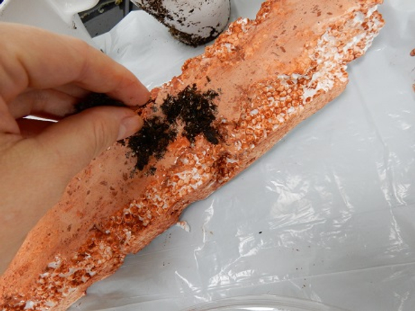 Sprinkle some potting soil on to the wet glue