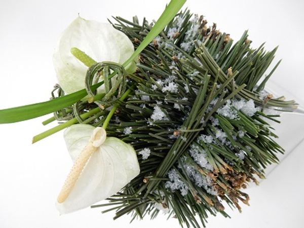 Anthurium and pine christmas design