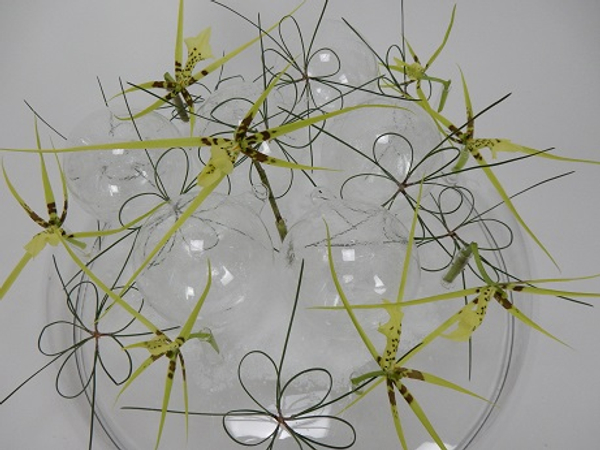 Brassia orchids and pine stars