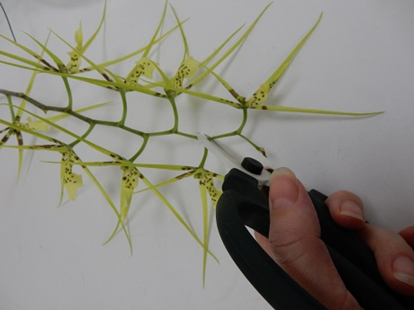 Cut the Brassia orchid at an angle