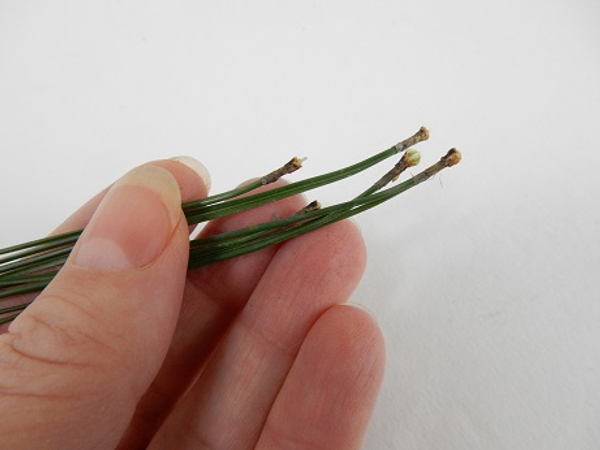 The bud scaled or sheath is a hollow tube that covers the end of the pine needle