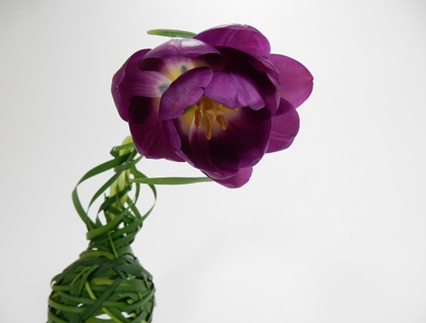 Braided Tulip flower head