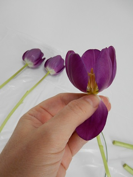 Carefully remove two petals from the first tulip