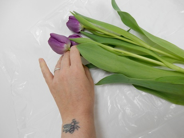 Choose three fully developed Tulip stems