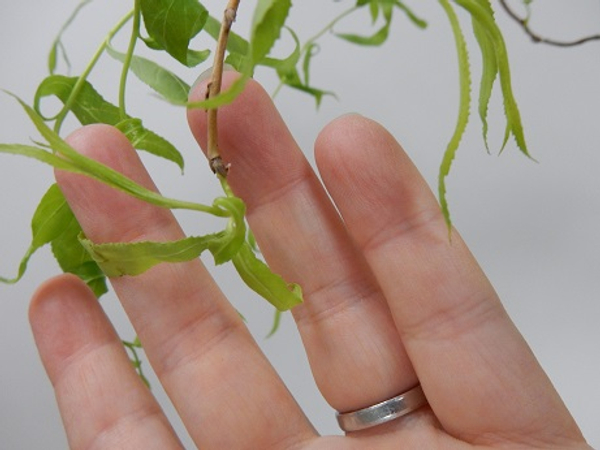 Cut at a sharper angle as when pruning so that the bud appears to be at the end of the stem